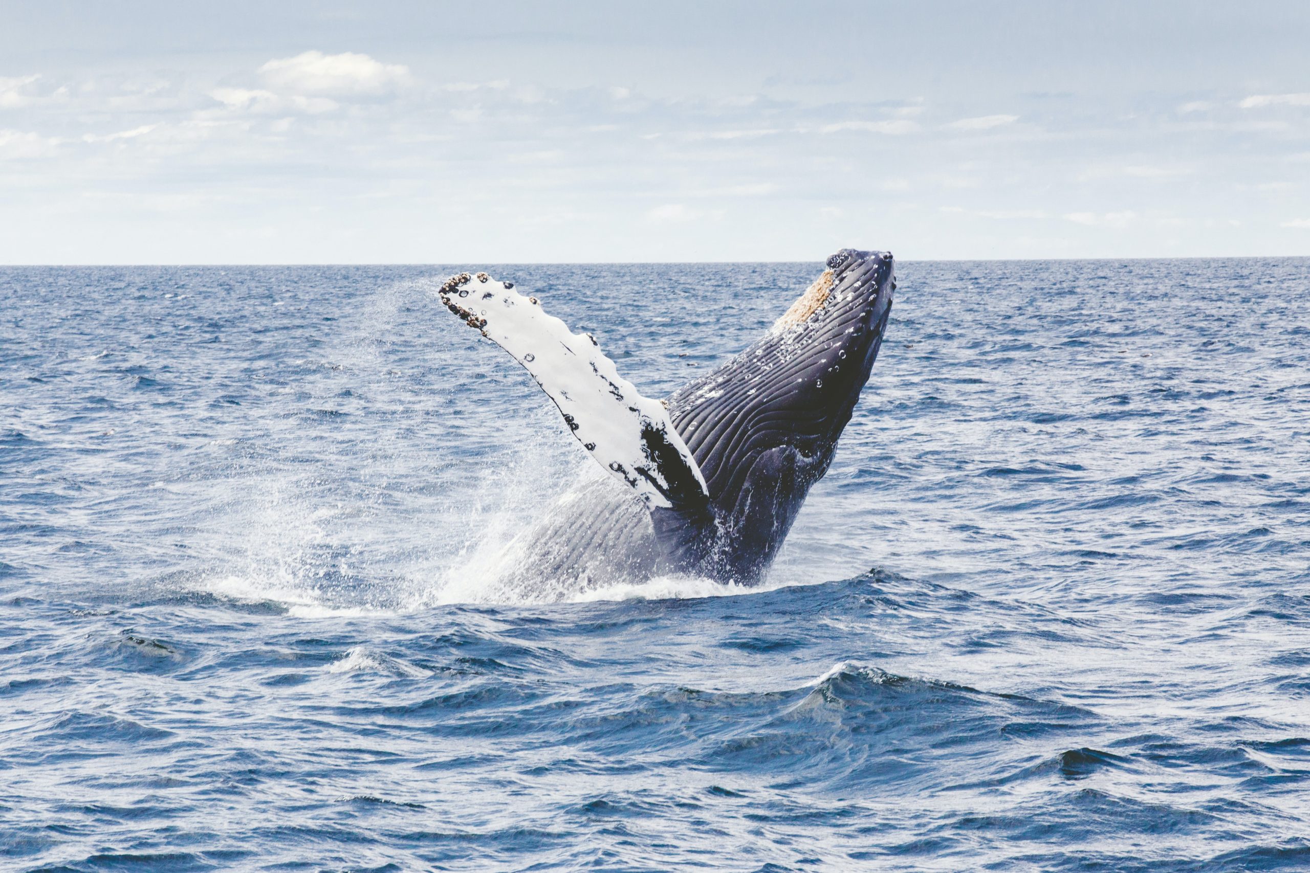 humpback whales migration Kenya Watamu