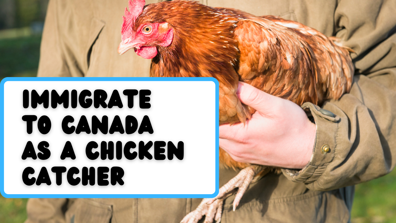 Main Canada immigration programs for general farm workers - chicken catchers (NOC 8431) and how to apply for Canada PR.